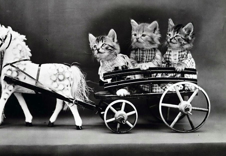 23658799_411134342637063_3691455981172019128_n.jpg - 135.11kb