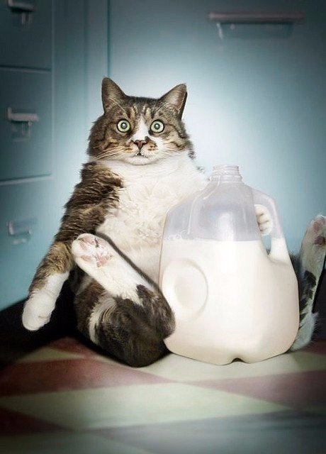 jouzjotL_i0.jpg - 44.25kb